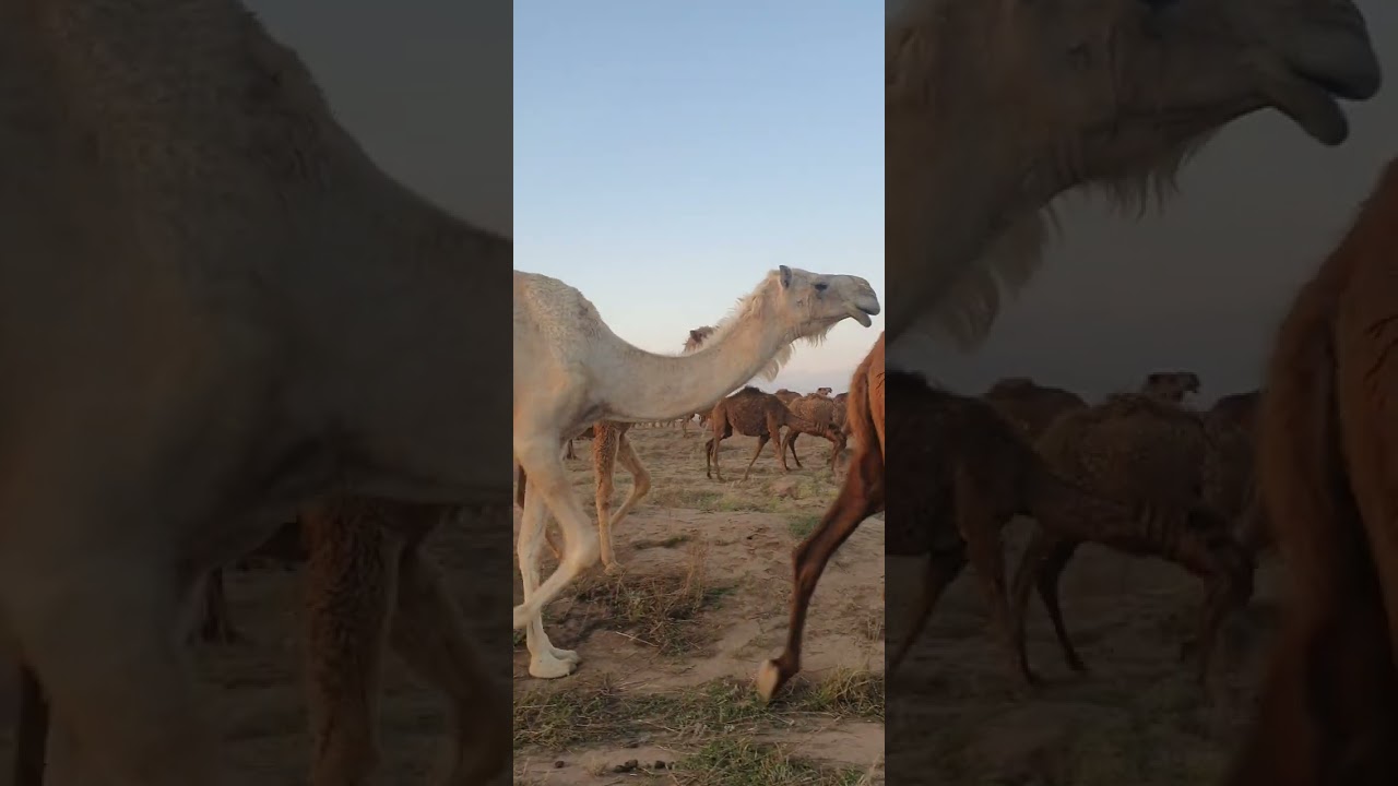 الإبل في جنوب العراق محافظة ميسان جزيرة الطيب/ قبائل شمر عشيرة الهامل 2023