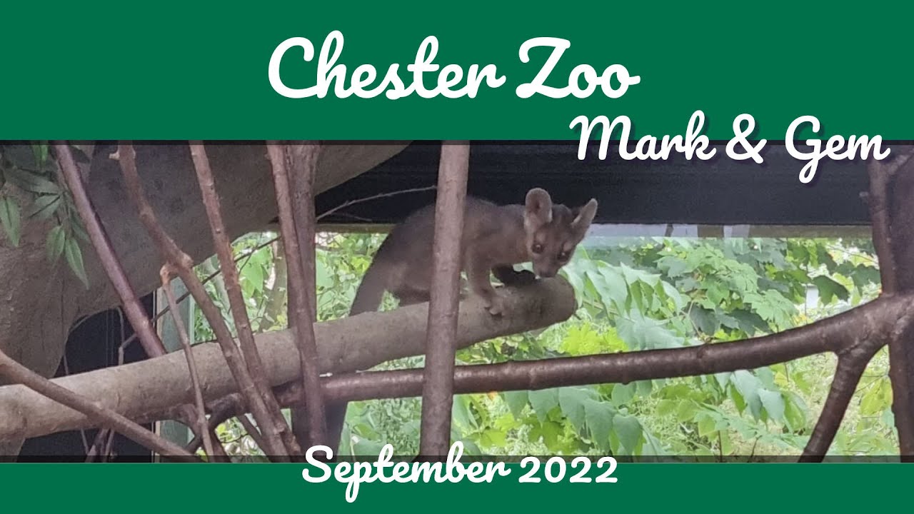 Fossa Pup Fun - Chester Zoo September 2022