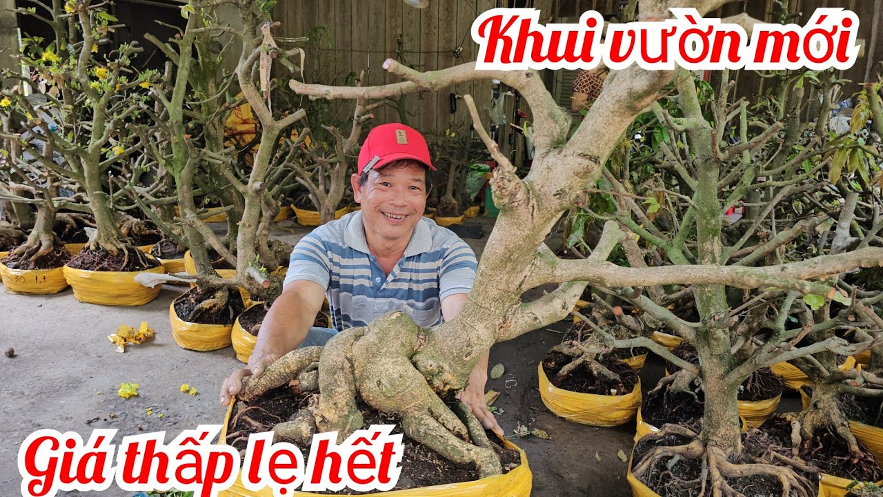 A. Minh 📲 0339417719 mai Đế VIP mai giảo Thủ Đức giá rẻ 8/3 (@MaivàngQuêdừa)