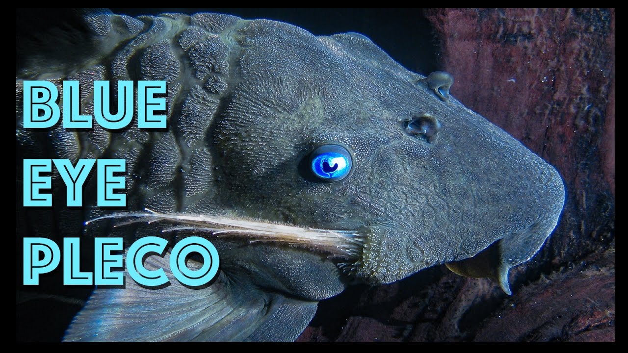 HUGE Blue Eye Pleco