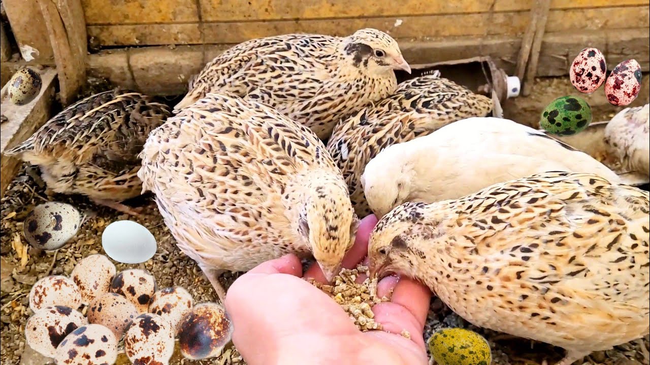 Home Quail Breeding | Quail laying Eggs | quail Farming
