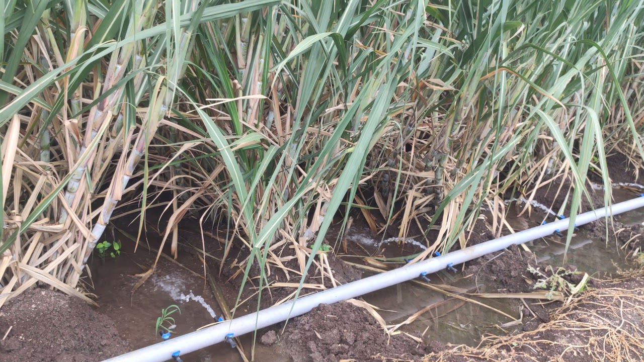 irrigation system for sugarcane