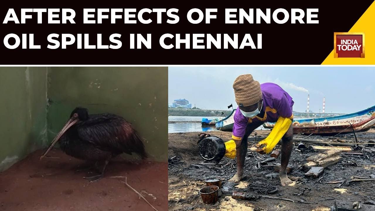 Ennore Oil Spill Devastates Water Beds Of Nearby Mangroves In Chennai | India Today News