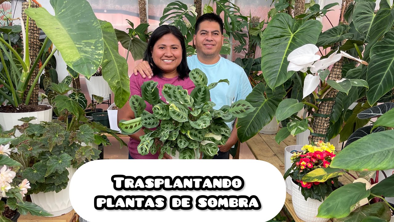 TRASPLANTANDO CON MI ESPOSO PLANTAS philodendros , pothos y monstera