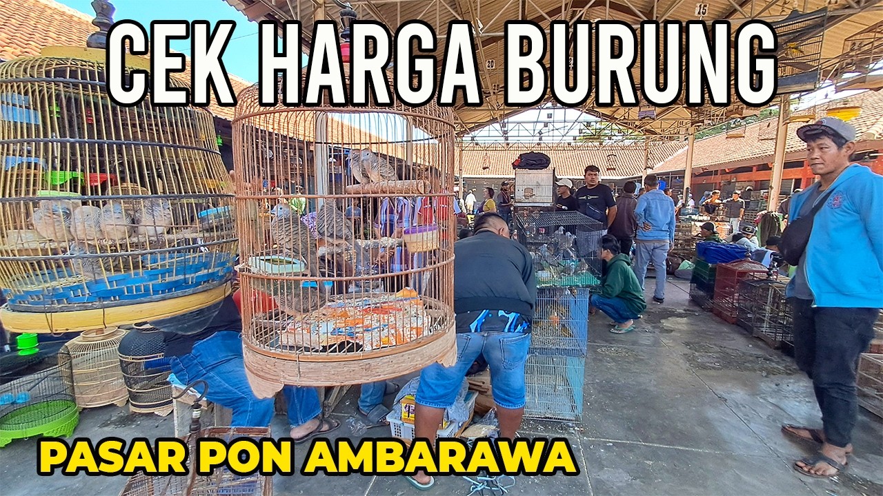 CEK HARGA BURUNG TERKINI DI PASAR PON AMBARAWA