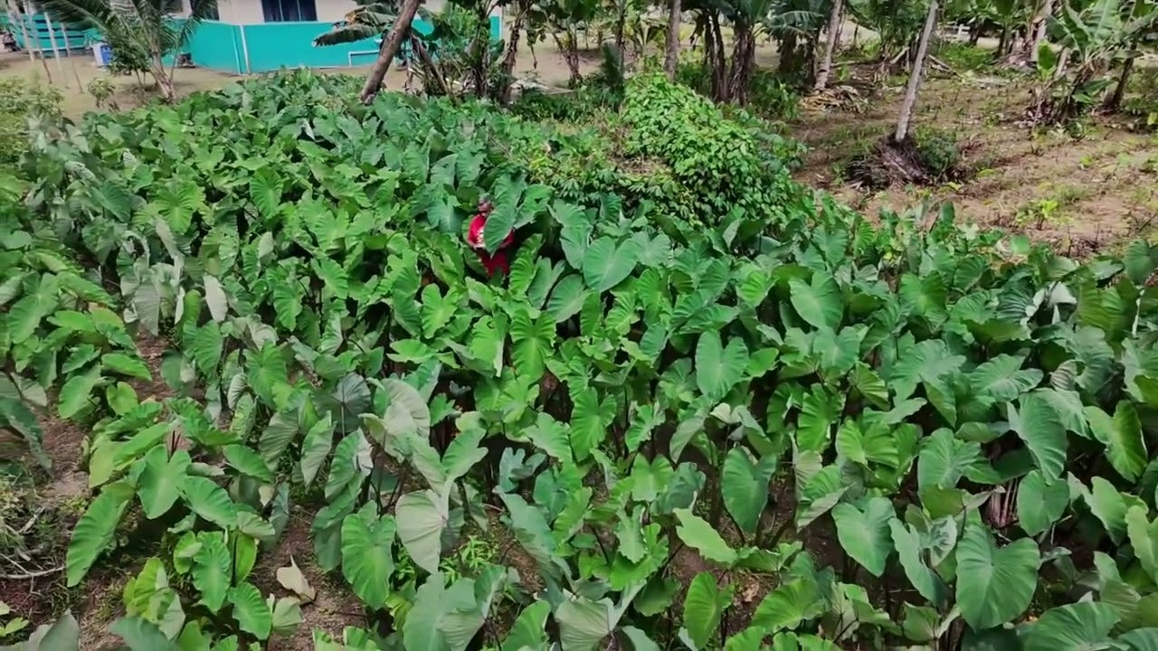 1year of Farming after Resign from Teaching. 