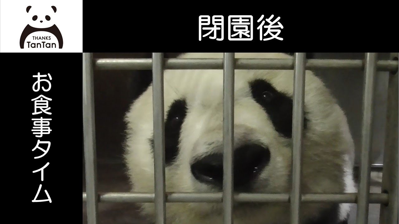8/28閉園後のタンタン