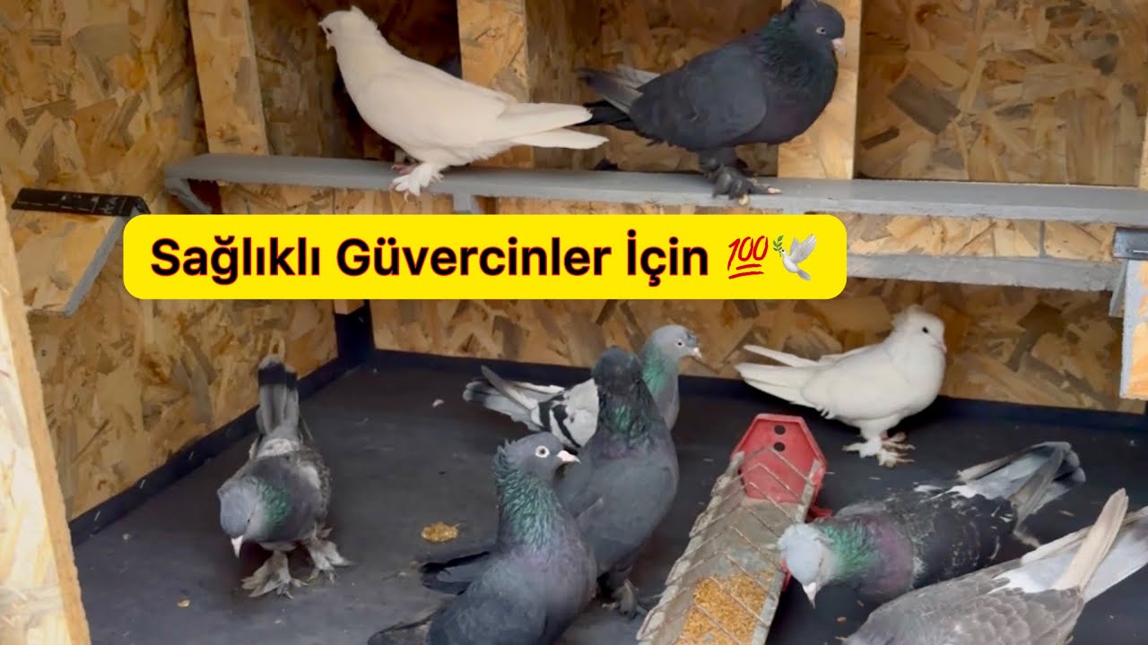 GÜVERCİN NASIL BESLENMELİ ? Sağlıklı kuşlar için detaylar ~ Taklacı Güvercin Oyunkuşu