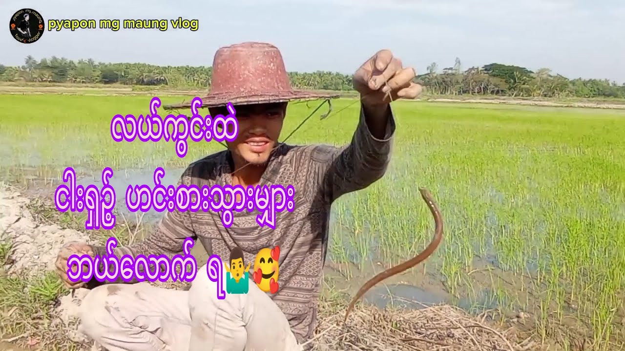 လယ်ကွင်းထဲ ငါးရှဉ့်  ဟင်းစား သွားမျှားတာ ဘယ်လောက်ရ 🤷‍♂️🥰🥰