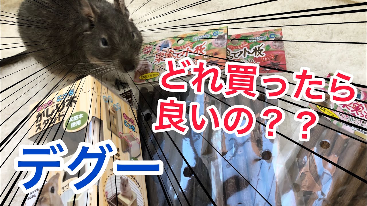 「かじり木」どれがいいの？デグーが興味を示すものは要注意！