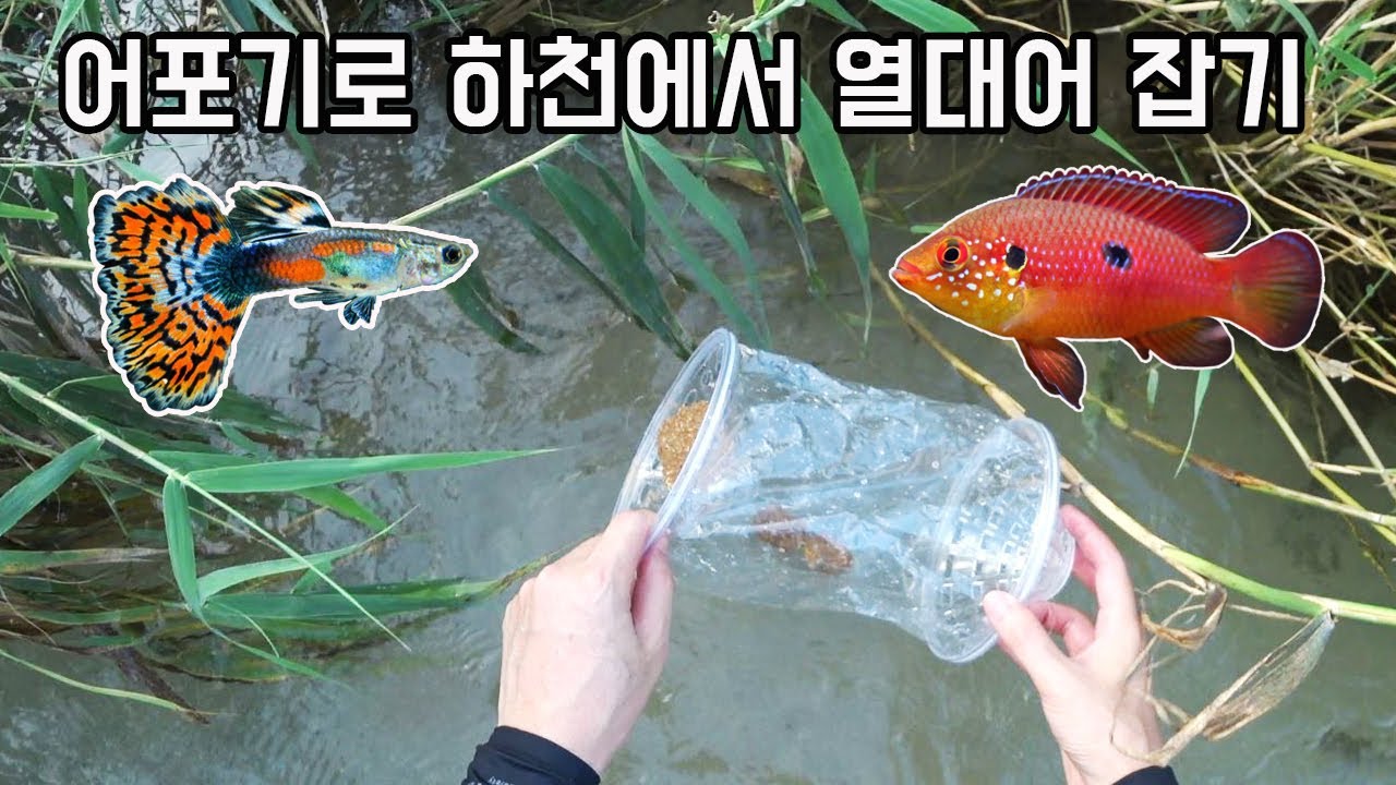열대어도 어포기로 채집이 될까? 구피천에 어포기를 설치해봤습니다.