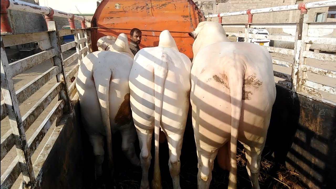 Cow || Nukry Bachry || Kamran Samman Cattle Farm || White Bulls