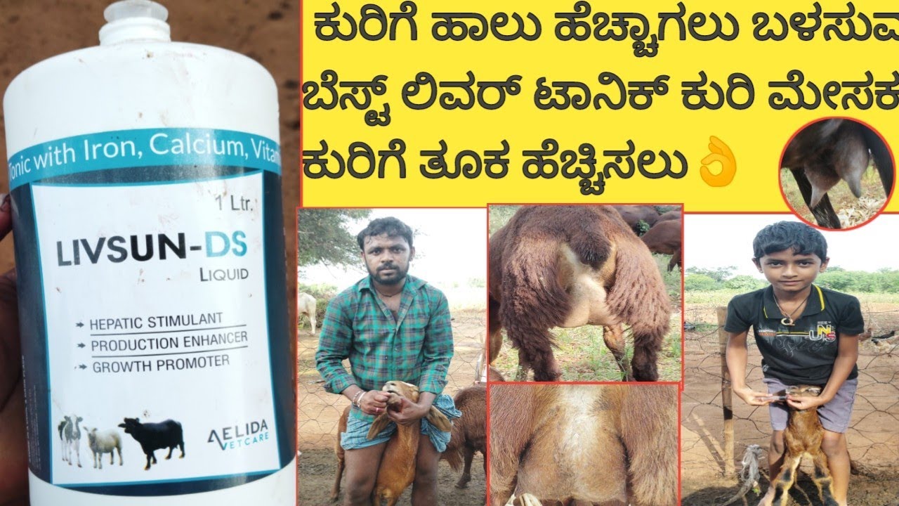 ಕುರಿಗೆ ಹಾಲು ಹೆಚ್ಚಾಗಲು ಬಳಸುವ ಬೆಸ್ಟ್ ಲಿವರ್ ಟಾನಿಕ್ ಕುರಿ ಮೇಸಕ ಕುರಿ ತೂಕ ಹೆಚ್ಚಿಸಲು 👌#ಯುನಿಕ್ಅಗ್ರಿಟೆಕ್ 