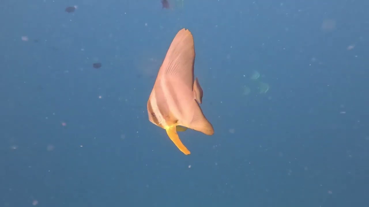SANDIES BATHALA - MALDIVES 2025 UNDERWATER