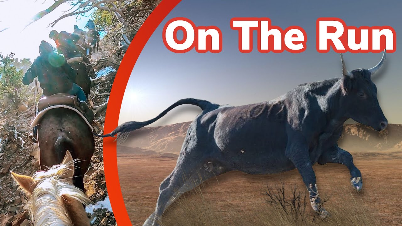 Chasing Crazy Cattle on the Desert GONE WRONG?! Vlog #34