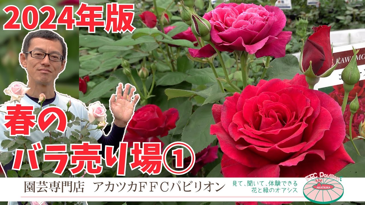 2024年版！春のバラ売り場①【園芸専門店アカツカFFCパビリオン】