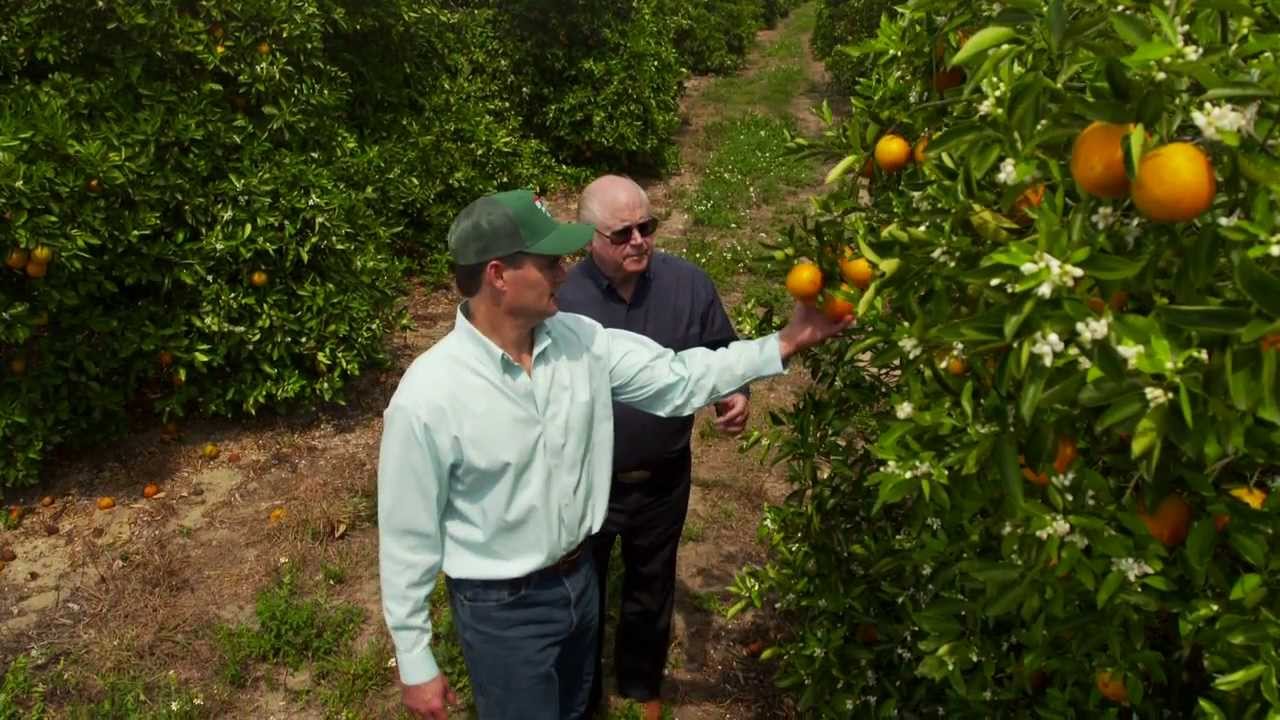Meet the Grower: Ben Hill Griffin
