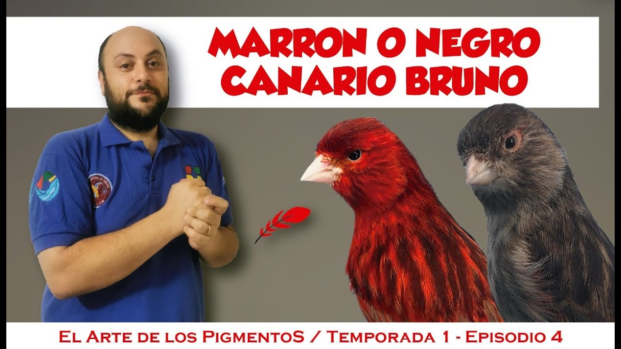 Canario Bruno, Estándar, pigmentos, cruzamientos.
