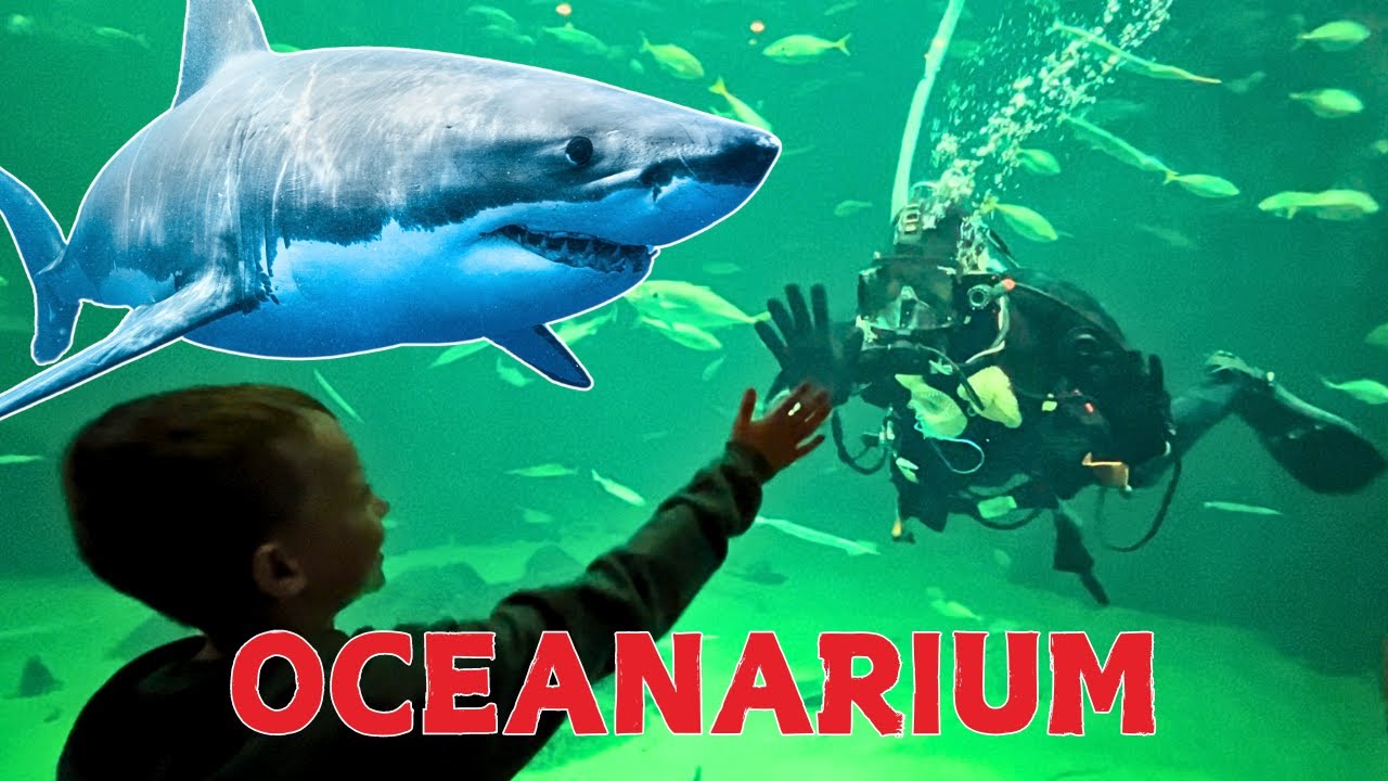 Nordsøen Oceanarium🦈 🤿 Fodring, hajer, klumpfisk og sæler🐟🦭🐠🐋