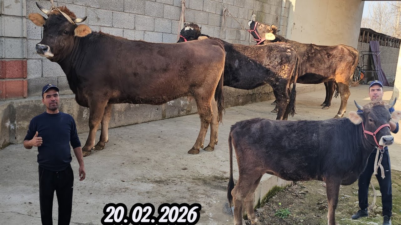 SHVEST YETUK BO‘G‘OZLAR🔥 AZIZBEK AKAGA ZO‘RLARI KELDI SHOSHILAMIZ🔥