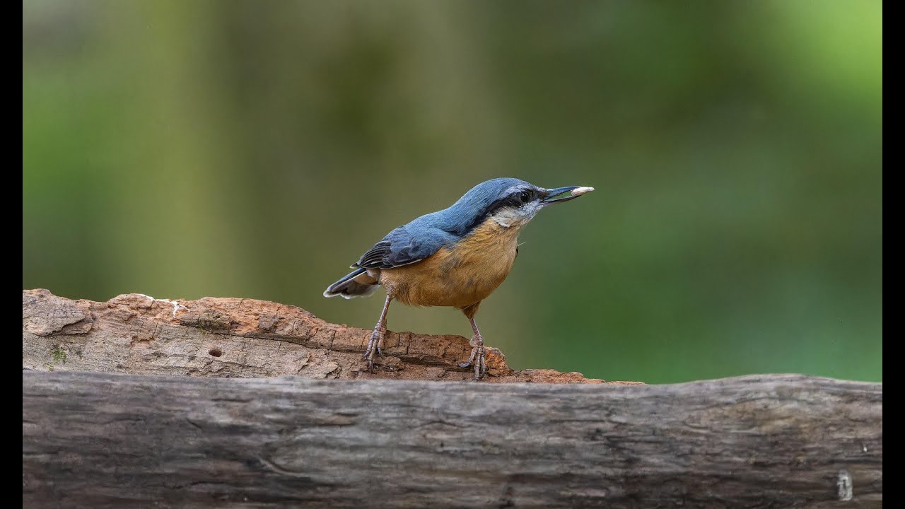 Birds Chirping & Gentle Piano Music 🎶