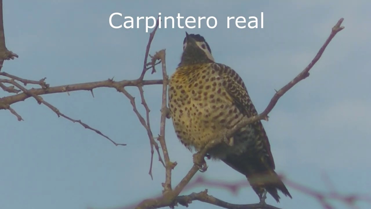 Paisajes, flora y fauna del Arroyo Culul&uacute; Santa Fe Argentina Parte 1 2020