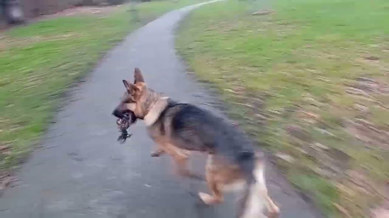 Daily run 