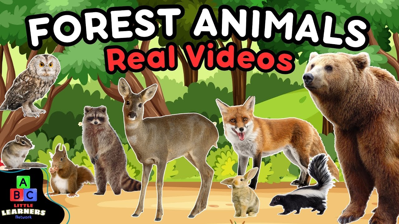 Forest Animals ABCs for Kids | Real Wildlife Footage and Fun Learning!