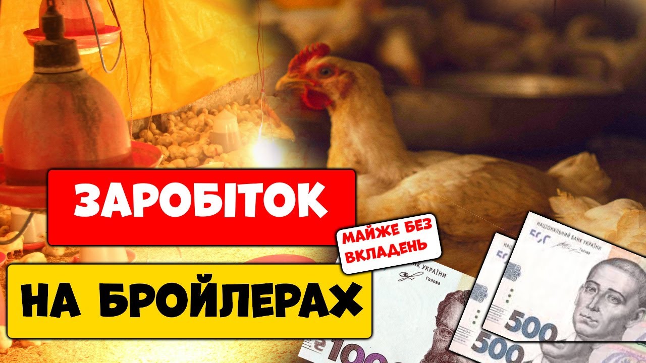 Бізнес заробіток на бройлерах у селі | вирощування бройлерів в дома