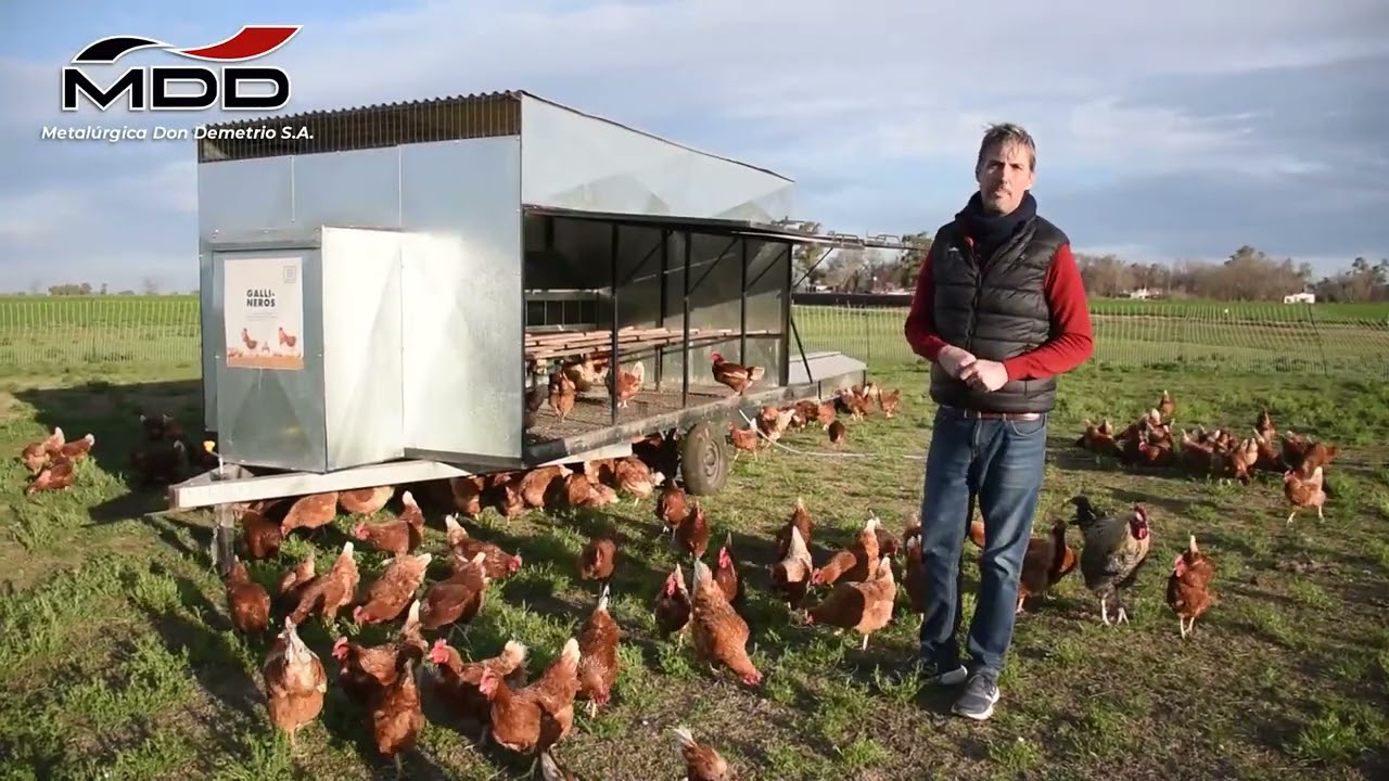 ¿Con cuantas gallinas libres de Jaula empezar? Don Demetrio