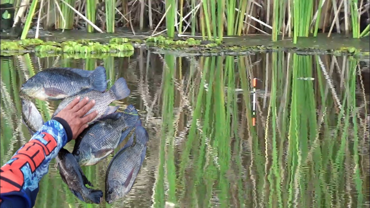 mancing nila liar umpan lumut di sepot baru || mancing nila babon
