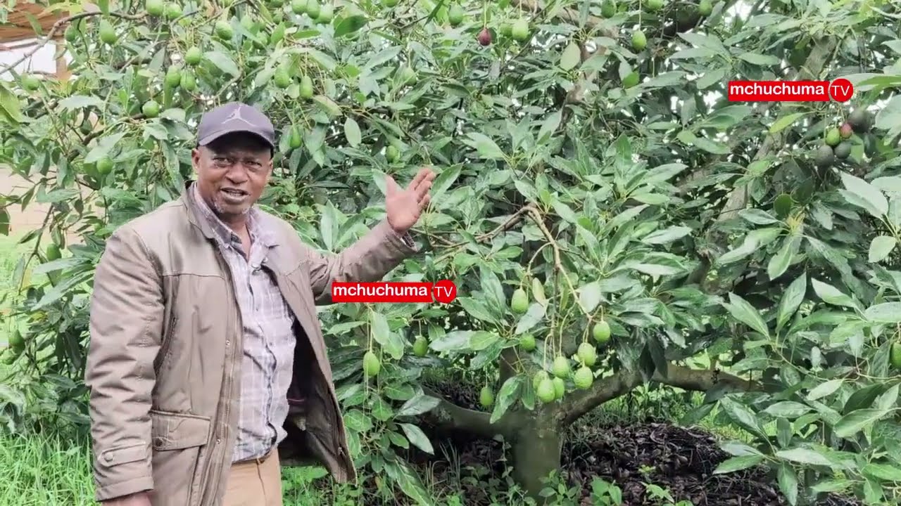 NJIA SAHIHI YA KUSAFISHA SHAMBA LA PARACHICHI BILA KUHARIBU MAVUNO