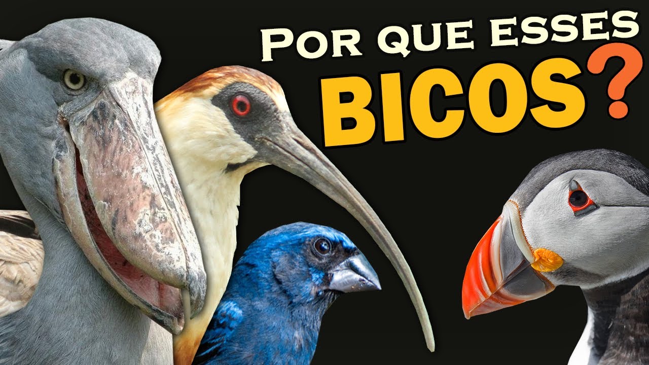 Tipos de BICOS DAS AVES: Para que servem e alimenta&ccedil;&atilde;o | Qual o p&aacute;ssaro com bico mais estranho?