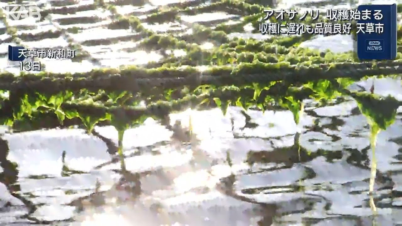 磯の香り「アオサノリ」収穫始まる　収穫に遅れも“品質良好”【天草市】