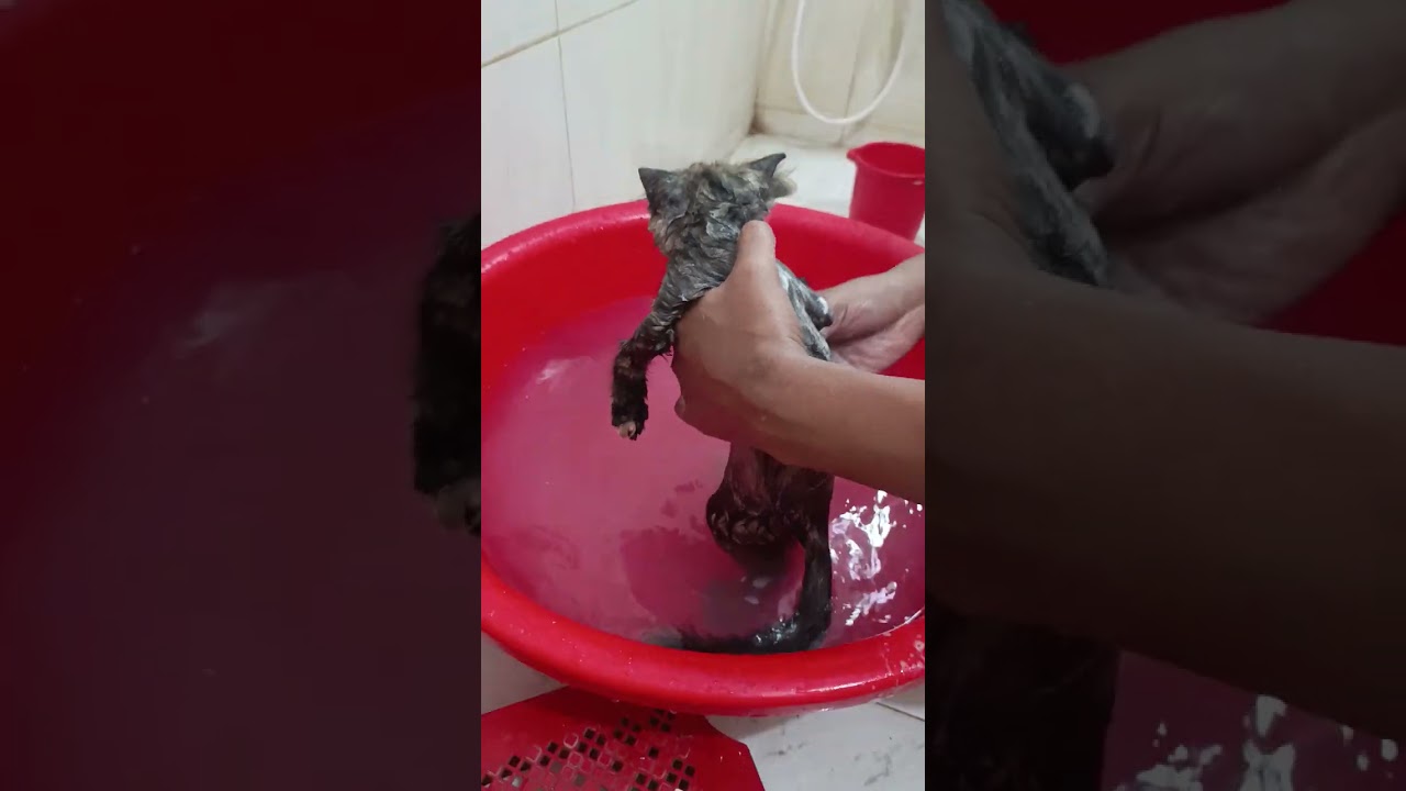 প্রথম গোসল #kitten #cat