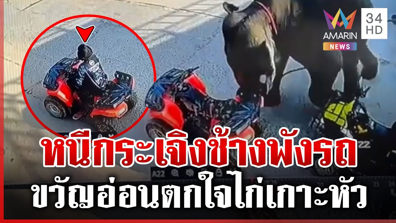 พลายนำโชคตกใจไก่เกาะหัว พังยับรถ ATV นักท่องเที่ยวหนีตายกระเจิง | ทุบโต๊ะข่าว | 24/01/69