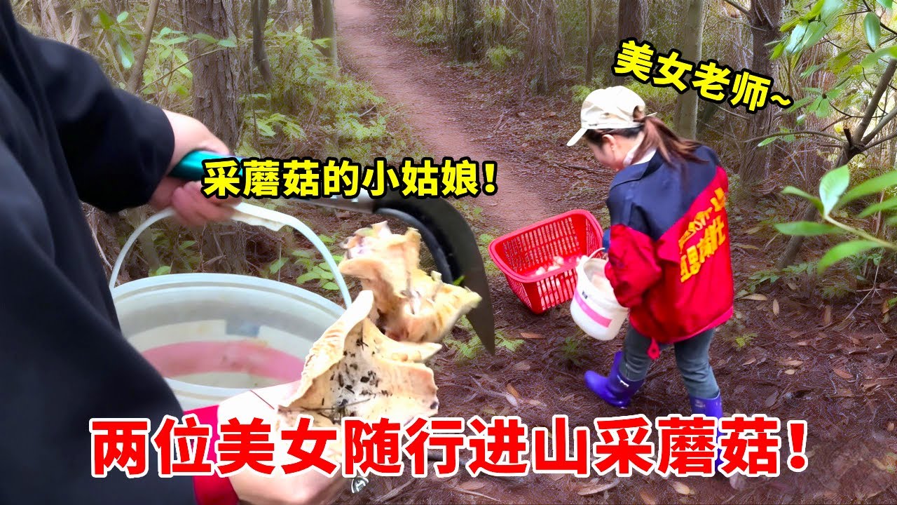春日进山采菌子！两位美女带路，乌枞菌收获满满！【高手在路上】 #分享家乡美食 #乌枞菌