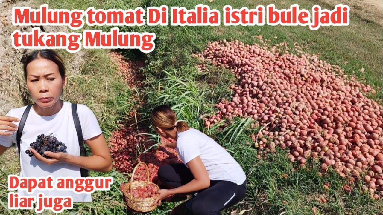 ISTRI BULE JADI TUKANG MULUNG DI ITALIA , MULUNG TOMAT JATUH SEMOBIL BONUS ANGGUR LIAR