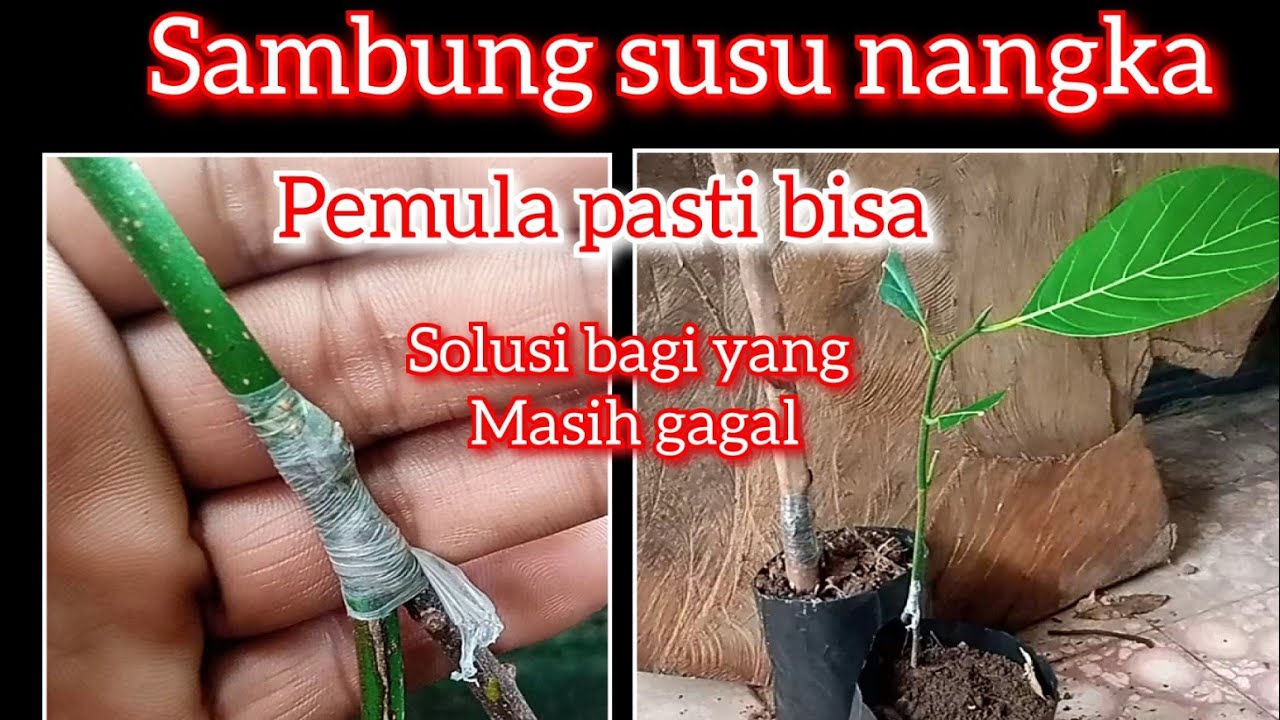 sambung susu /cangkok susu nangka ,solusi bagi yang masih gagal sambung pucuk