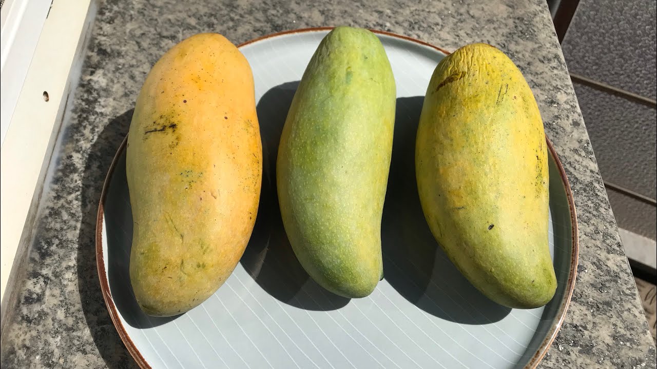 Kiew Saview mango [Mangifera indica]