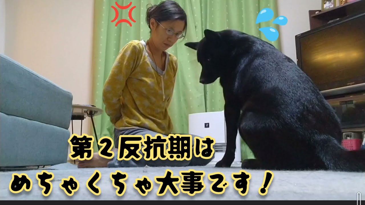 甲斐犬☆奈々　第2反抗期も全力で向き合いハッピーに🍀💃🍀