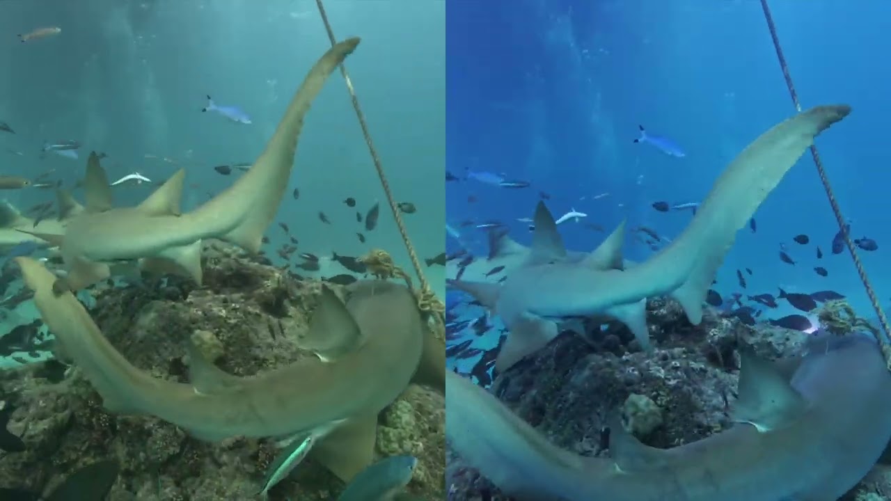 GoPro HERO13 and Insta360 Ace Pro underwater footage comparison