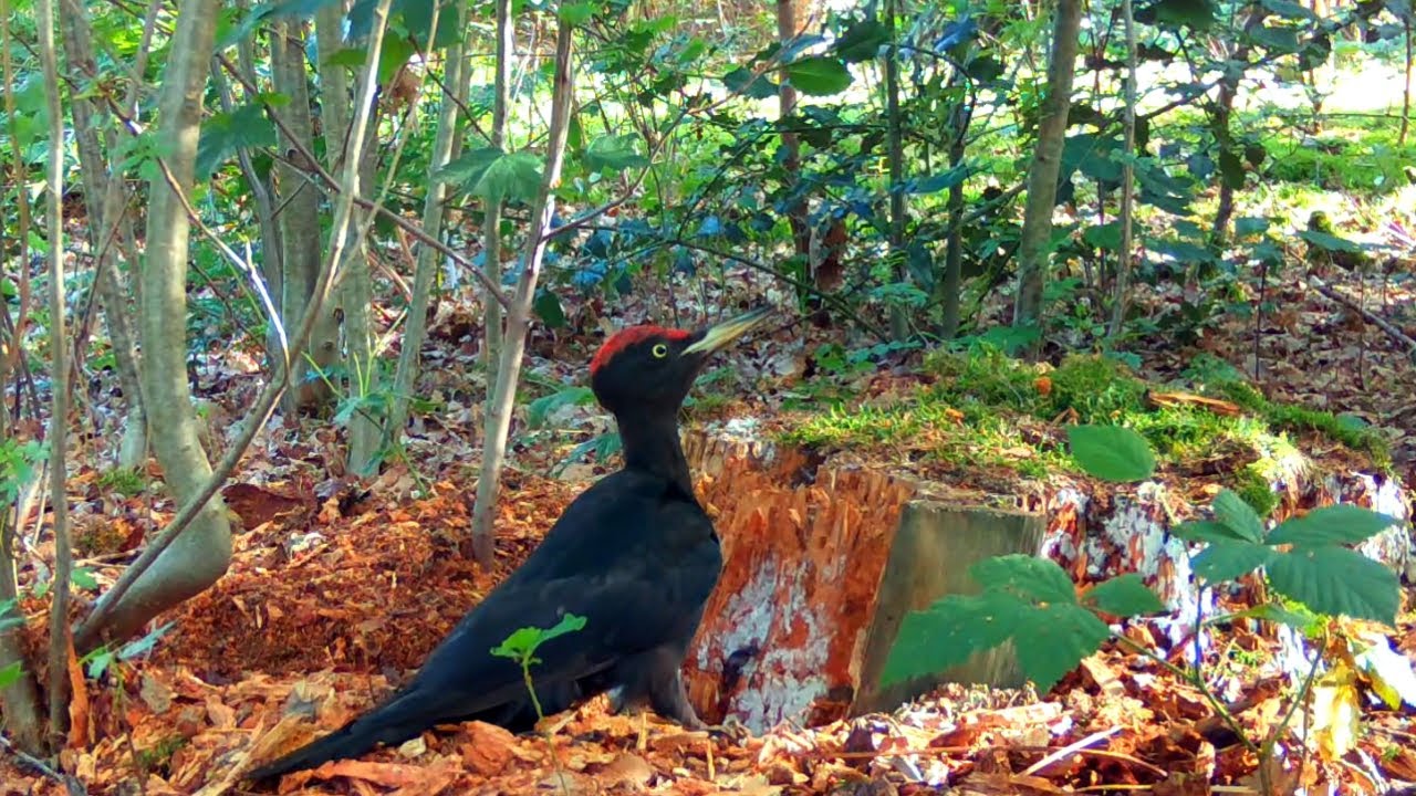 Black Woodpecker Pecking on Tree Stump / Nature and Wildlife Video / Trail Camera Footage 2021