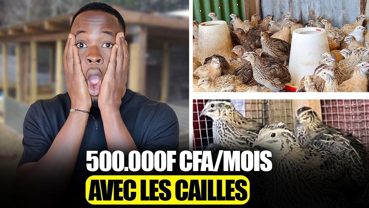 Réussir l'élevage des cailles en Afrique