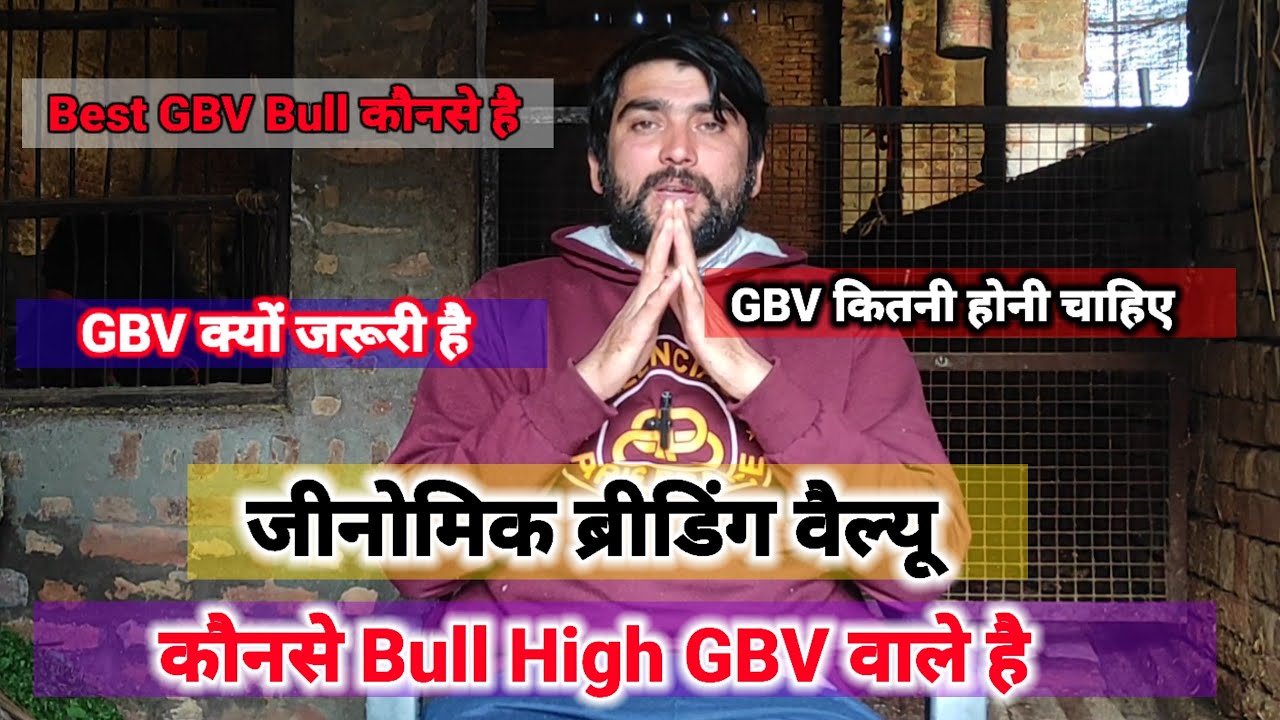 ये है सारा खेला #GBV का कोई फायदा नहीं बिना #Gbv वाले #Bull के #semen का #दूध नहीं आएगा