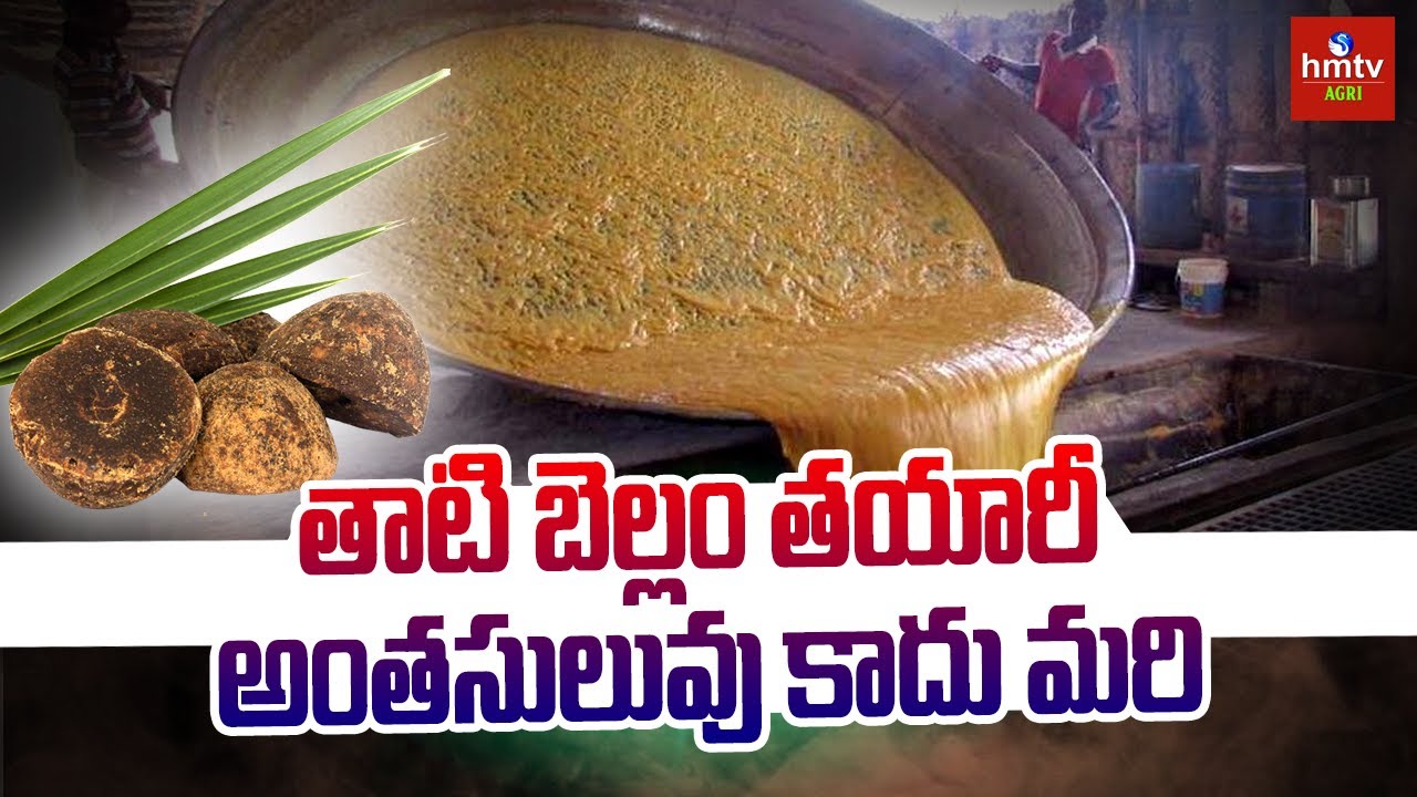తాటి బెల్లం తయారీ అంతసులువు కాదు మరి | Palm Jaggery Making Process | hmtv Agri
