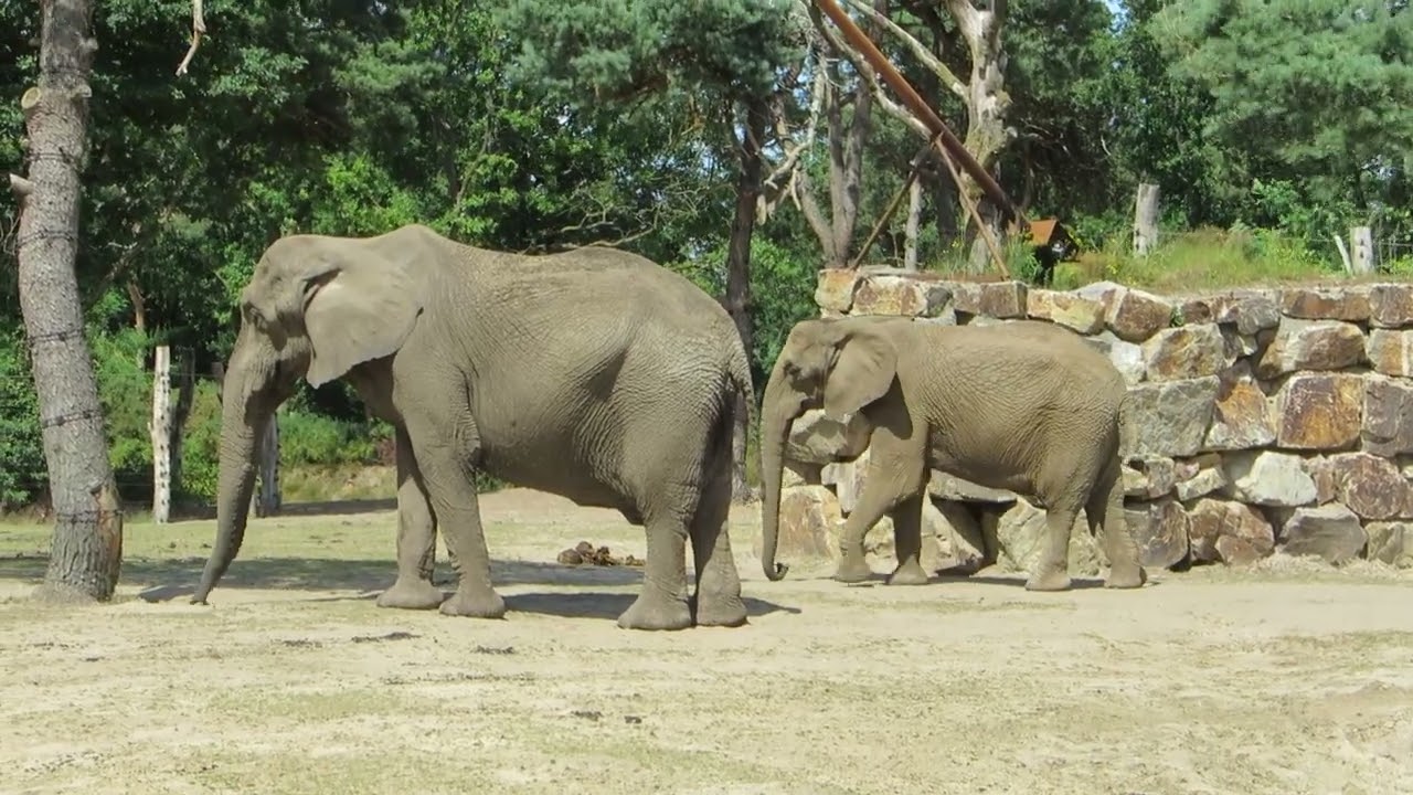 EEG Afrikanischer Elefant, Zoo Beekse Bergen NL 25. 06. 2025 Calimero, Sabi sowie die Punda-Familie