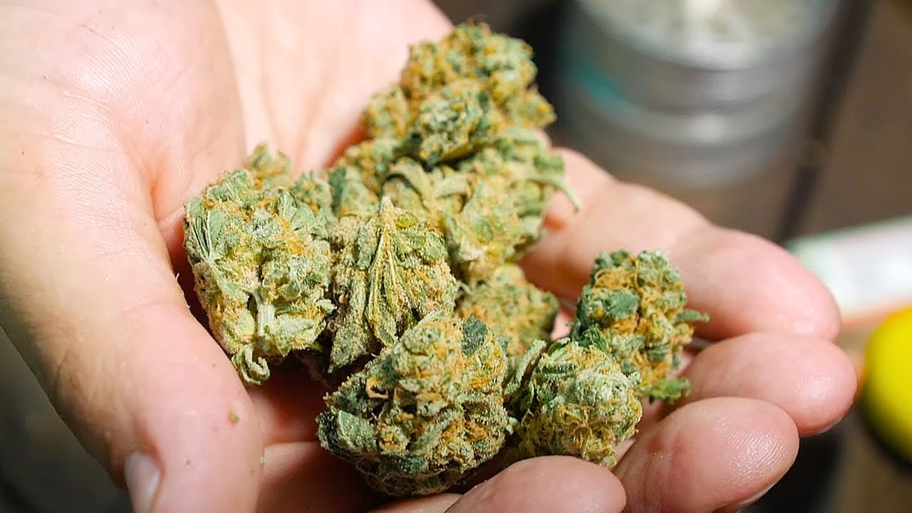 Almost Famous Strain Review &ndash; Balanced Hybrid with Sweet and Earthy Flavors