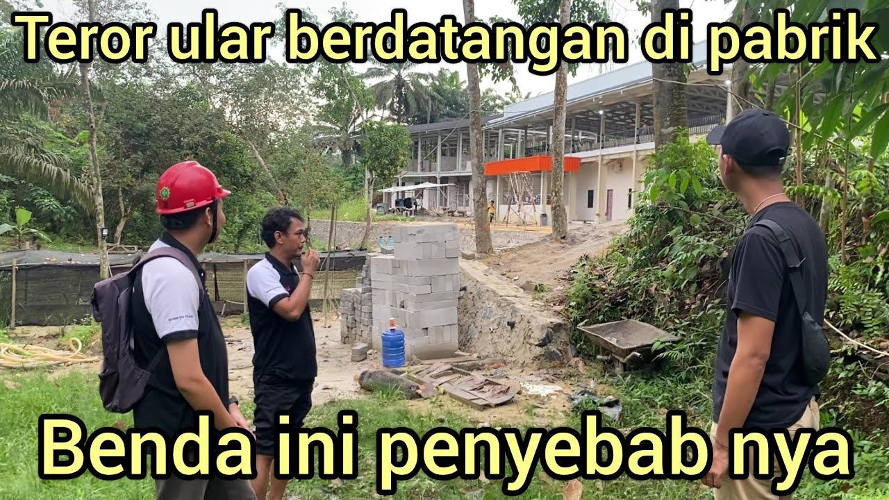 WAH BISA SEBANYAK INI ULAR MUNCUL DI PABRIK BESAR,TERNYATA ADA BENDA INI