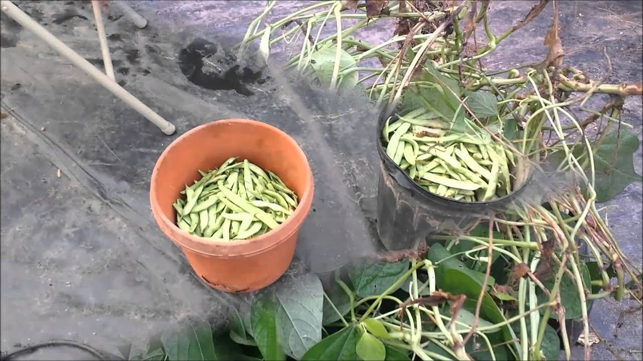Impressive Production From The Roma II Bush Beans